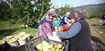 Cografi Isaretli Geyve Ayvasi Nin Hasadi Basladi