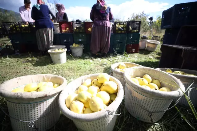 Cografi Isaretli Geyve Ayvasi Nin Hasadi Basladi