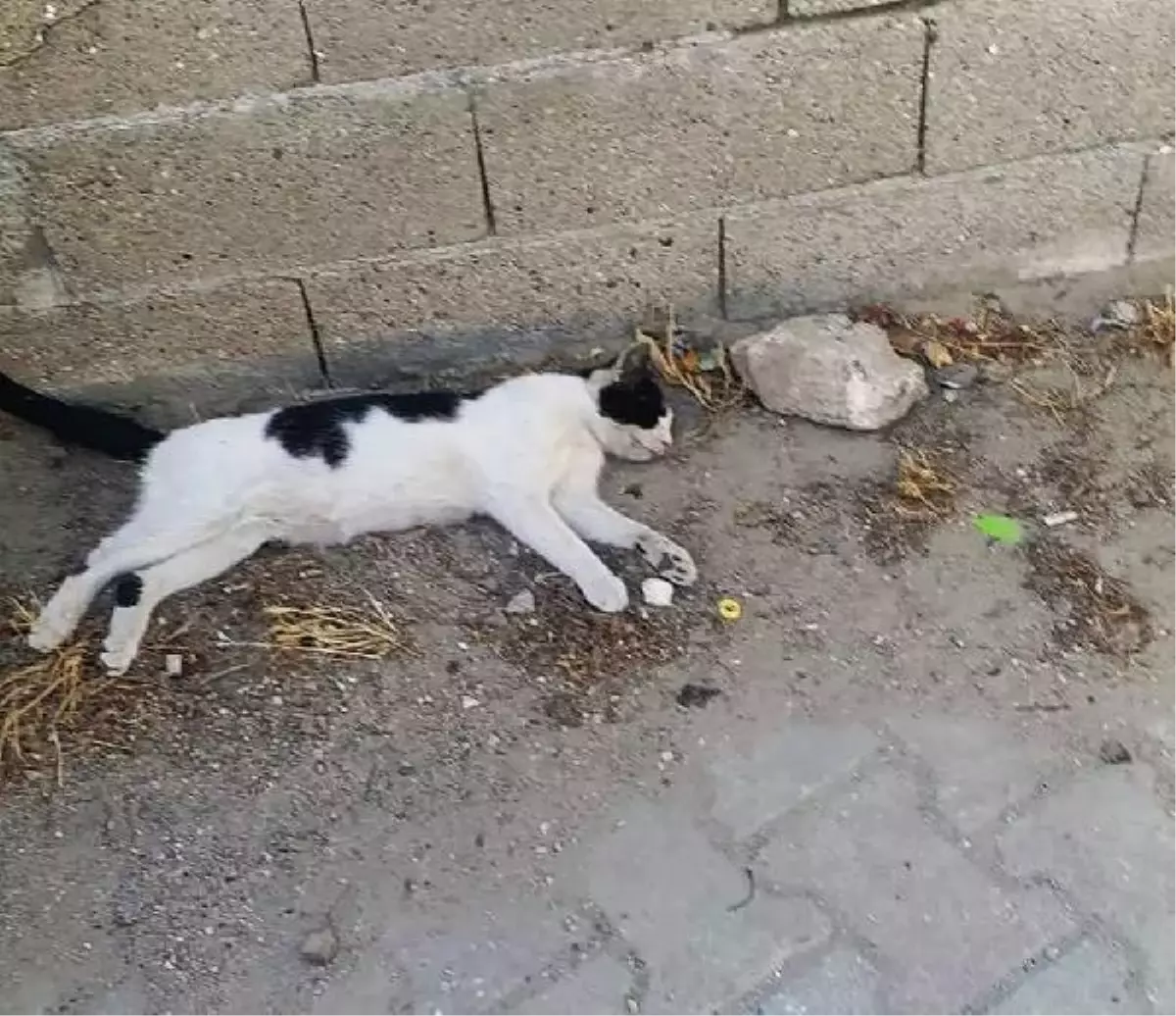 Gelibolu'da çok sayıda kedi zehirlenerek öldürüldü