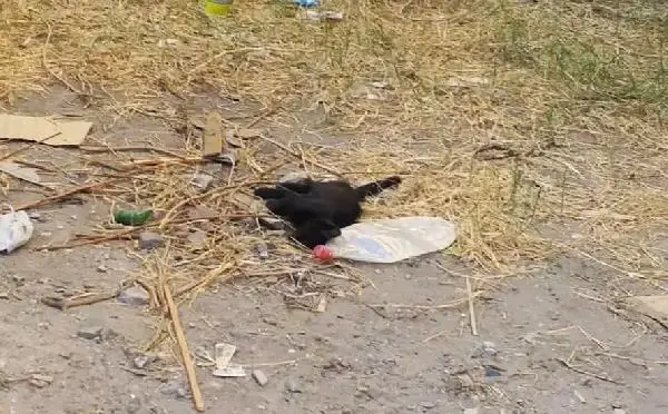 Gelibolu'da çok sayıda kedi zehirlenerek öldürüldü