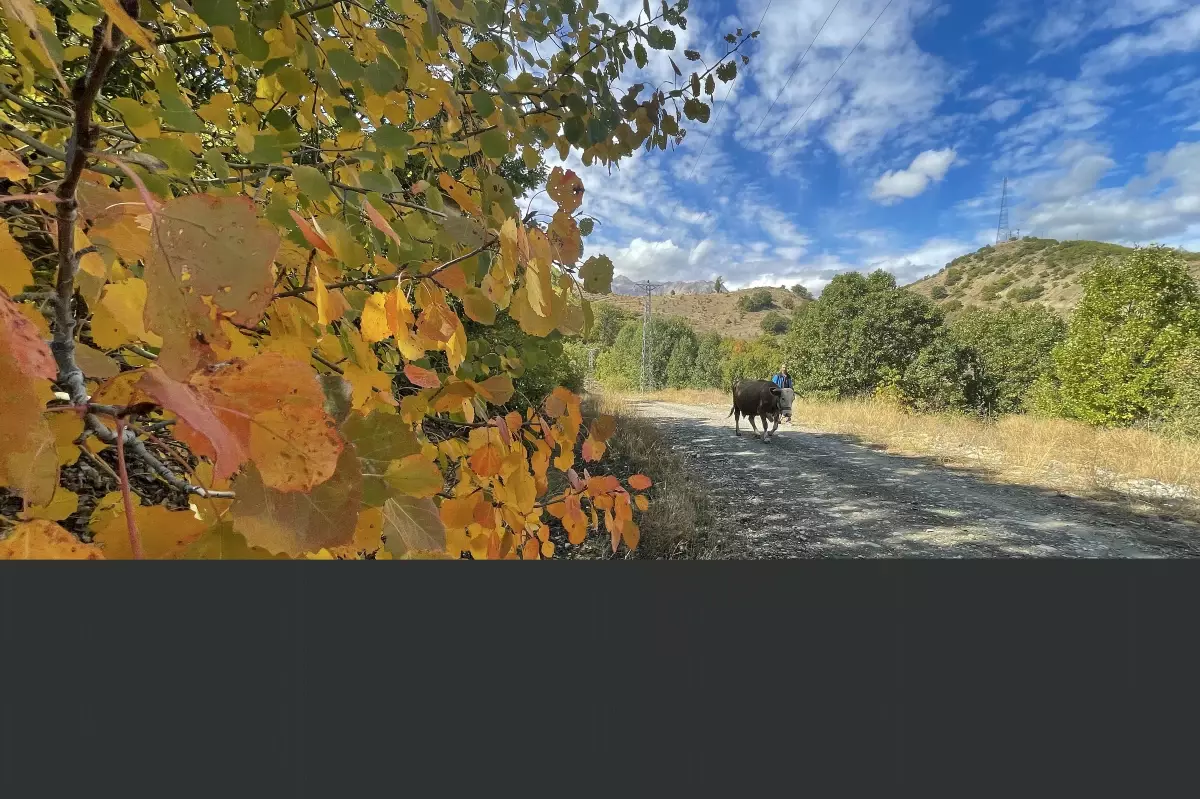 Salördek ormanları sonbahar renklerine büründü