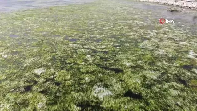 Bostanlı'da deniz marulları görülmeye devam ediyor