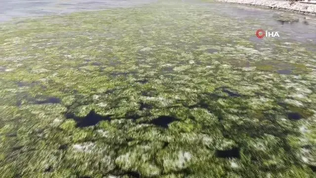 Bostanlı'da deniz marulları görülmeye devam ediyor