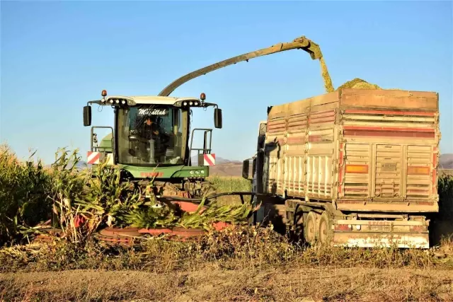 Elazığ'da 4 bin dönümlük arazide silajlık mısır hasadı başladı