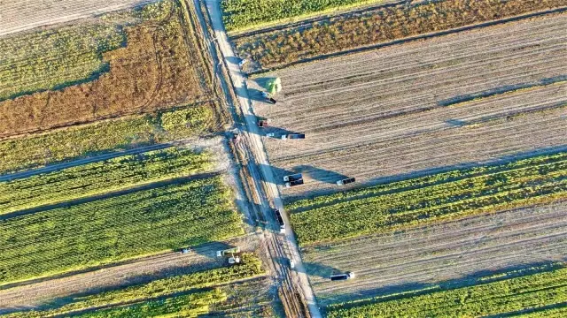 Elazığ'da 4 bin dönümlük arazide silajlık mısır hasadı başladı