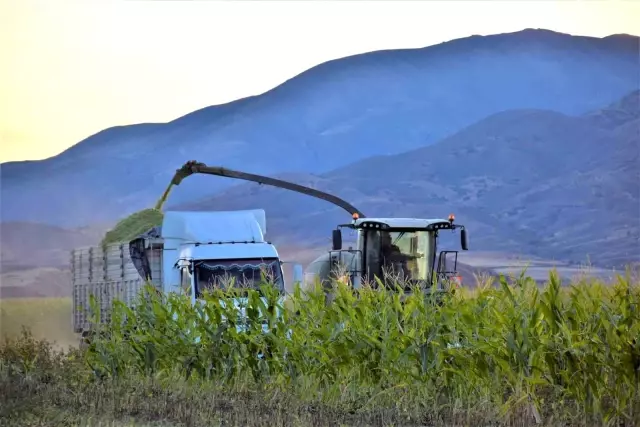 Elazığ'da 4 bin dönümlük arazide silajlık mısır hasadı başladı