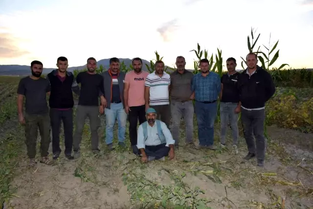 Elazığ'da 4 bin dönümlük arazide silajlık mısır hasadı başladı