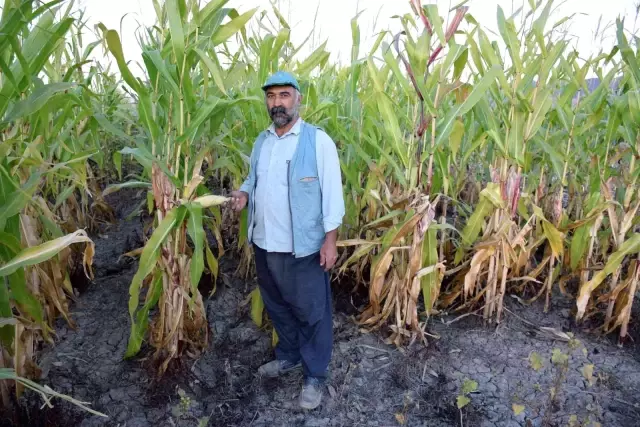 Elazığ'da 4 bin dönümlük arazide silajlık mısır hasadı başladı