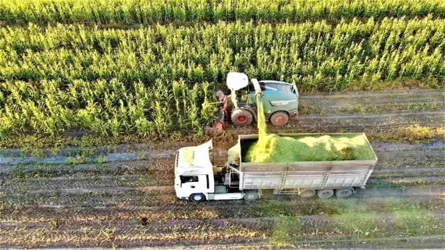 Elazığ'da 4 bin dönümlük arazide silajlık mısır hasadı başladı