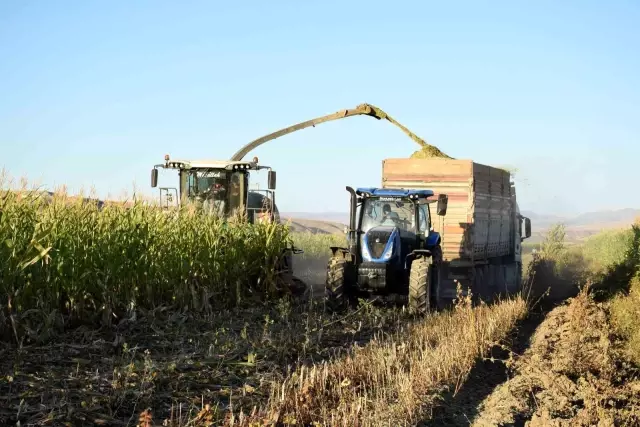 Elazığ'da 4 bin dönümlük arazide silajlık mısır hasadı başladı
