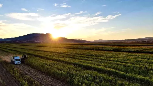 Elazığ'da 4 bin dönümlük arazide silajlık mısır hasadı başladı