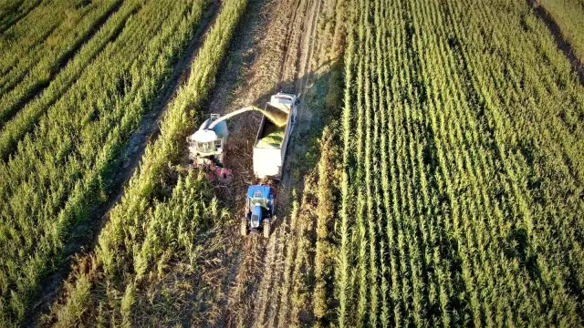 Elazığ'da 4 bin dönümlük arazide silajlık mısır hasadı başladı