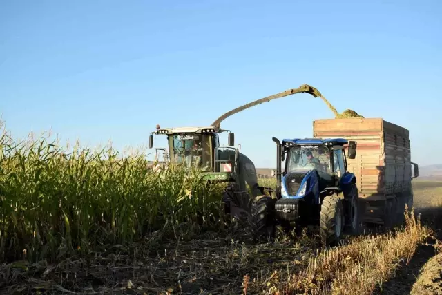 Elazığ'da 4 bin dönümlük arazide silajlık mısır hasadı başladı