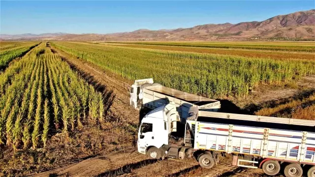 Elazığ'da 4 bin dönümlük arazide silajlık mısır hasadı başladı