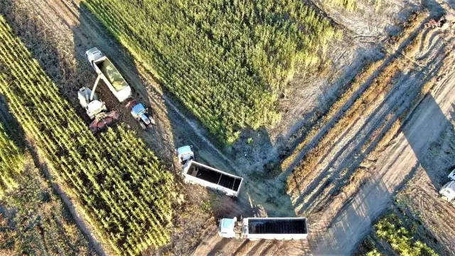 Elazığ'da 4 bin dönümlük arazide silajlık mısır hasadı başladı