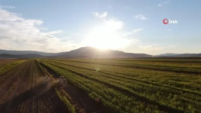 Elazığ'da 4 bin dönümlük arazide silajlık mısır hasadı başladı