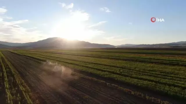 Elazığ'da 4 bin dönümlük arazide silajlık mısır hasadı başladı