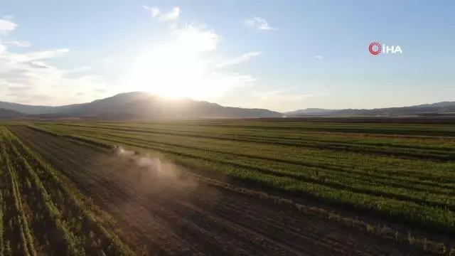 Elazığ'da 4 bin dönümlük arazide silajlık mısır hasadı başladı