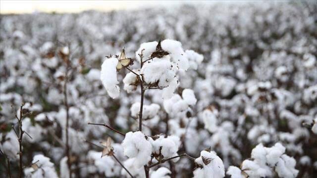 Pamuk fiyatları yükselir mi? 2021 Pamuk fiyatları ne kadar, yükselecek mi? Pamuk fiyatları yükselir mi? 2021 Pamuk fiyatları ne kadar, yükselecek mi?