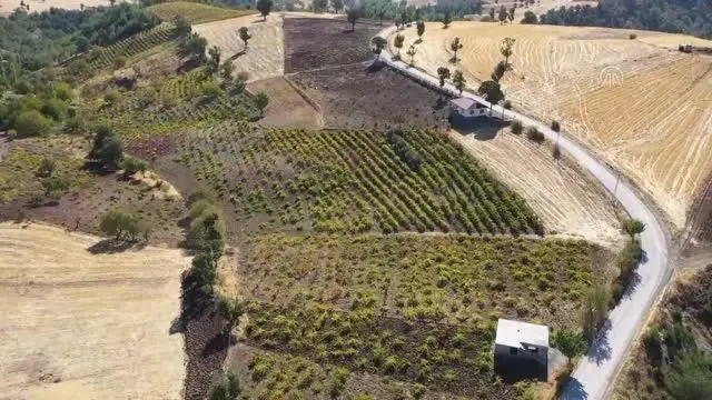 KAHRAMANMARAŞ - Üzümün pekmeze yolculuğu başladı