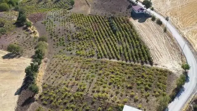KAHRAMANMARAŞ - Üzümün pekmeze yolculuğu başladı