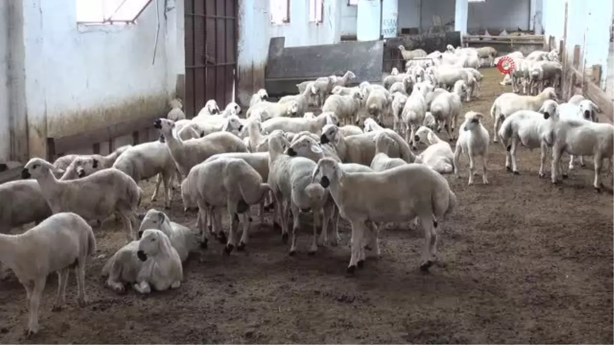 Kangal koyunu 2 yılda 3 kez doğurabiliyor