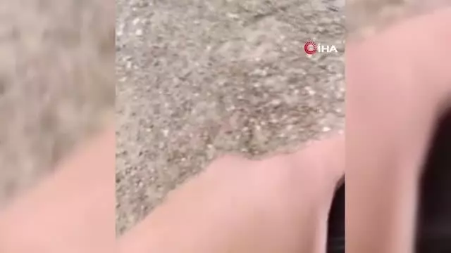 Karabük'te hayvanlara yardım eli...Yavru köpek ve Karaca'yı böyle kurtardılar