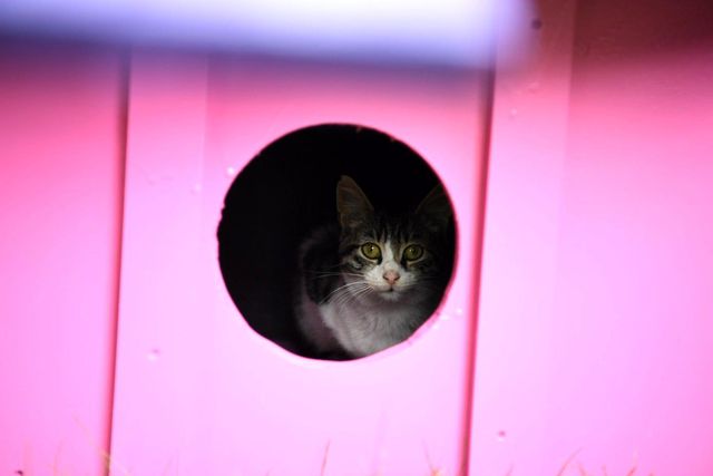 kartepe ye kedi evleri 2 14446714 o