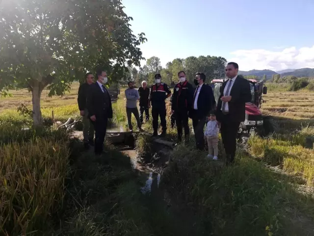 Kastamonu'da çeltik hasadı başladı