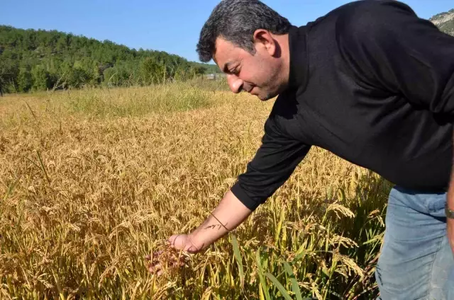 Kastamonu'da çeltik hasadı başladı