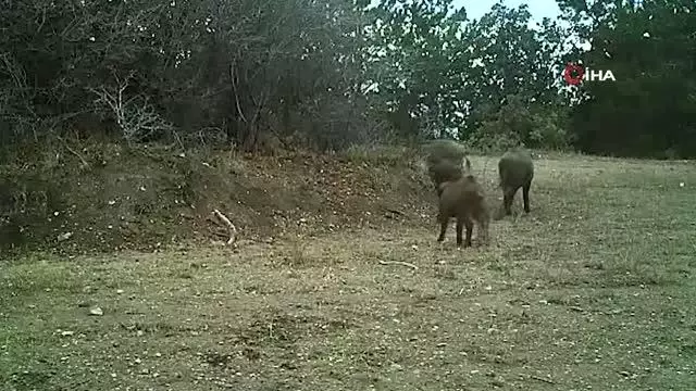Kırıkkale'de yaban hayatı fotokapanla görüntülendi