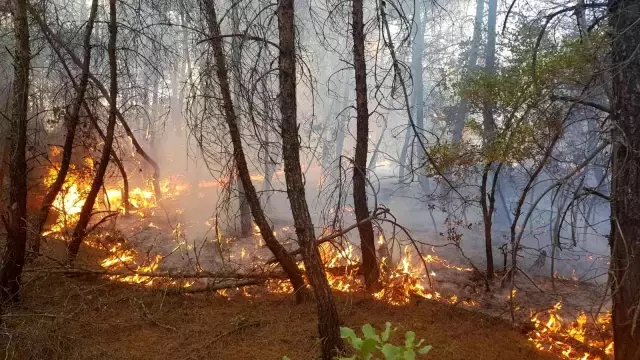 Son dakika haberi... Kütahya'da orman yangını