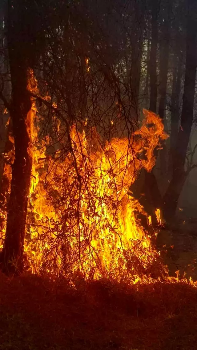 Son dakika haberi... Kütahya'da orman yangını