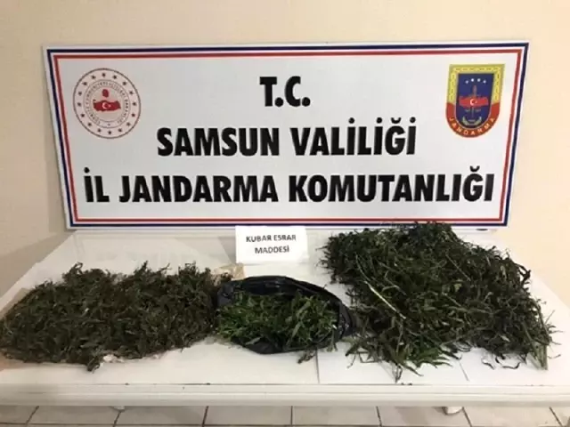 Samsun'da 5,1 kilo kubar esrar ve 4 bin kök kenevir bitkisi ele geçirildi: 15 gözaltı