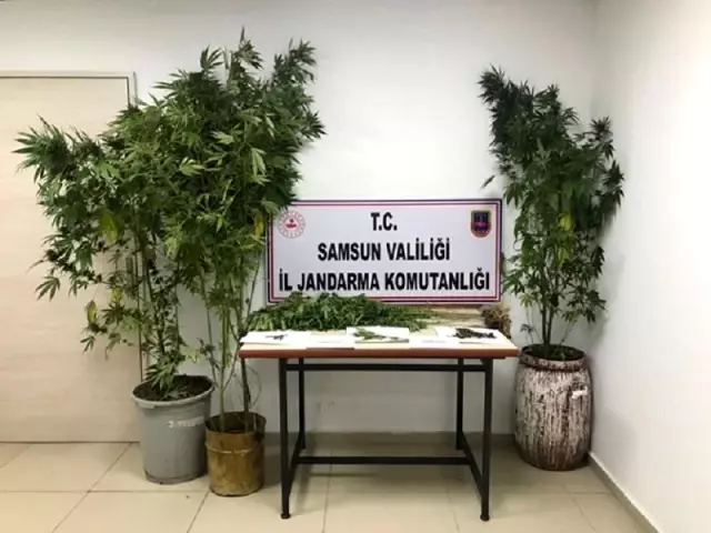 Samsun'da 5,1 kilo kubar esrar ve 4 bin kök kenevir bitkisi ele geçirildi: 15 gözaltı