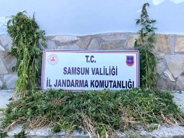 Samsun'da 5,1 kilo kubar esrar ve 4 bin kök kenevir bitkisi ele geçirildi: 15 gözaltı