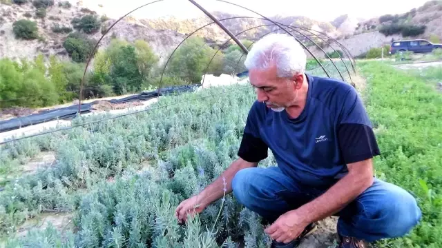 Türkiye'nin tıbbi aromatik bitkilerden geliri 150 milyar dolar olabilir