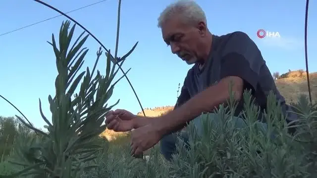 Türkiye'nin tıbbi aromatik bitkilerden geliri 150 milyar dolara ulaşabilir