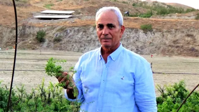 Türkiye'nin tıbbi aromatik bitkilerden geliri 150 milyar dolar olabilir