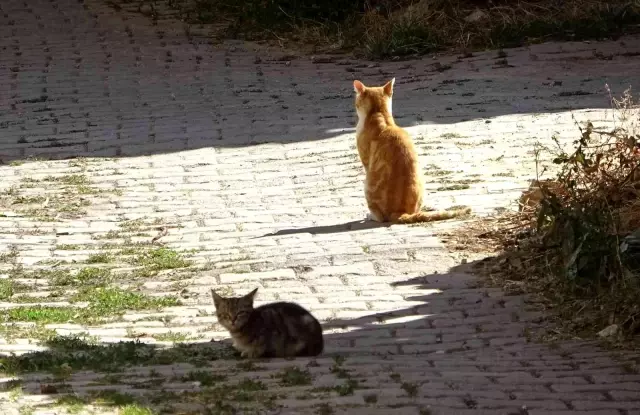 Yırtıcı hayvanlar parçalasın diye bırakılan kedilere köylüler sahip çıktı