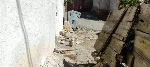 Yırtıcı hayvanlar parçalasın diye bırakılan kedilere köylüler sahip çıktı