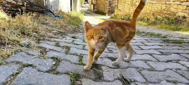 Yırtıcı hayvanlar parçalasın diye bırakılan kedilere köylüler sahip çıktı
