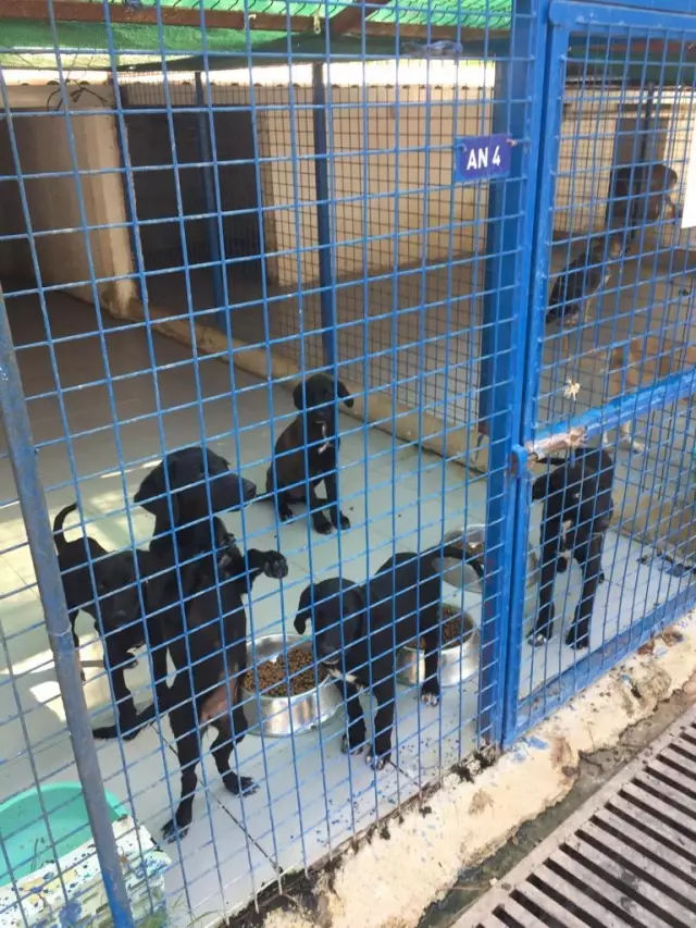 Bodrum Adliyesi sokak köpeklerini sahiplendi