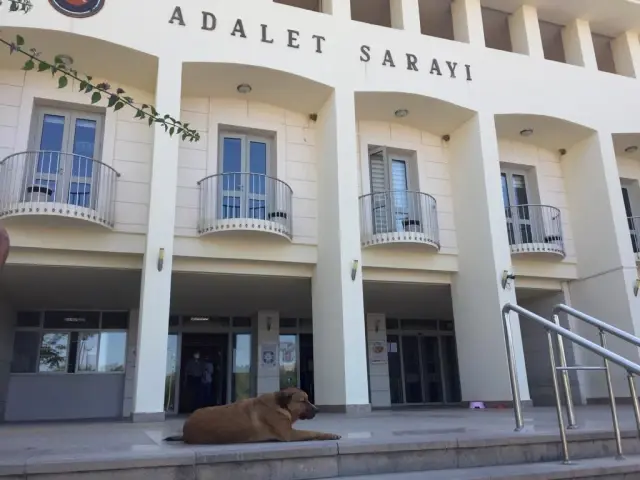 Bodrum Adliyesi sokak köpeklerini sahiplendi