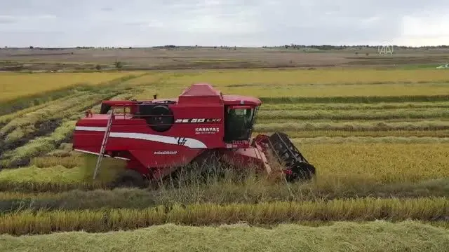 Çeltik ambarı Edirne'de nem oranı yüksek çeltikler 60 derecelik ısıyla kurutuluyor