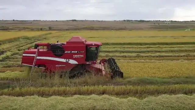 Çeltik ambarı Edirne'de nem oranı yüksek çeltikler 60 derecelik ısıyla kurutuluyor