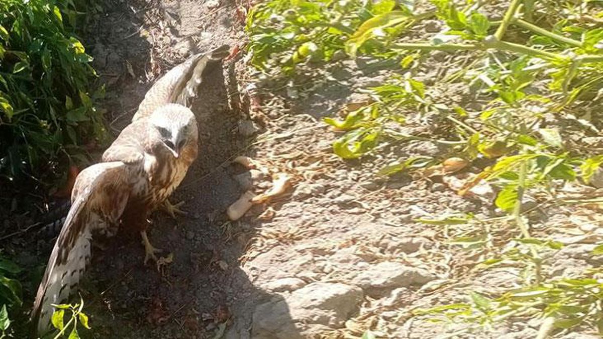 Görülmemiş olay! Acı biberi fazla kaçıran şahin kalp krizi geçirdi