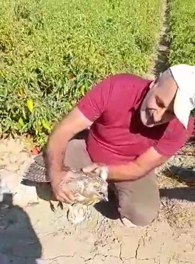 Görülmemiş olay! Acı biberi fazla kaçıran şahin kalp krizi geçirdi