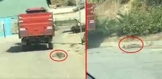 Traktörün arkasına bağladığı köpeği metrelerce sürükledi
