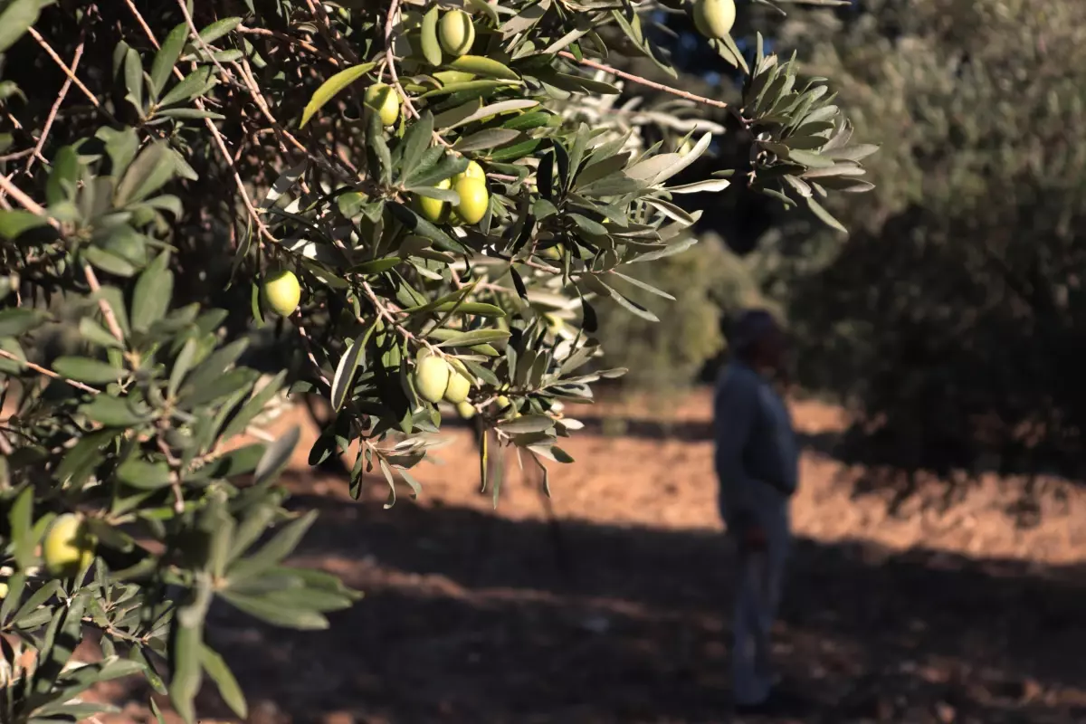 Zeytin ve zeytinyağında yüksek rekolte beklentisi üreticiyi sevindirdi